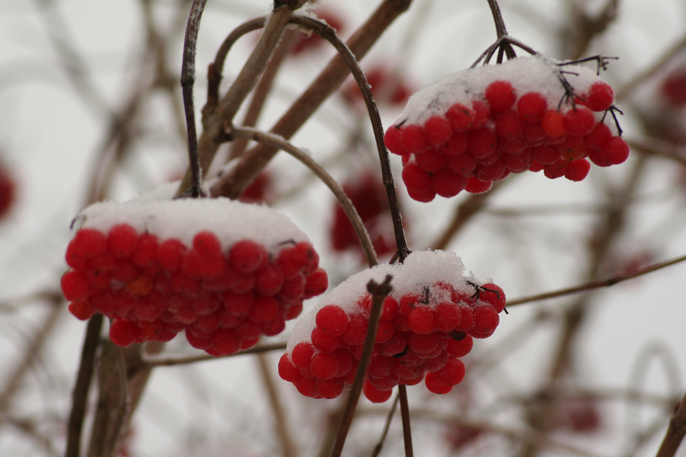 Tricks der Natur Gehölze im Winter Das Grüne Medienhaus