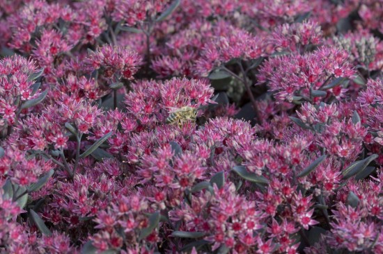 Pflegeleichte Dickhäuter für den Garten