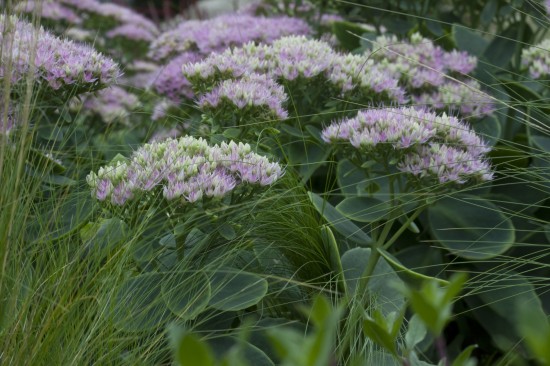 Pflegeleichte Dickhäuter für den Garten