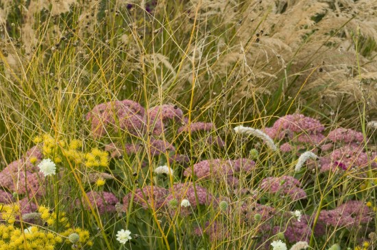 Pflegeleichte Dickhäuter für den Garten