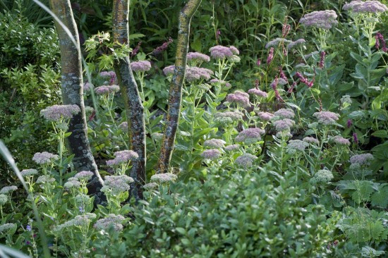 Pflegeleichte Dickhäuter für den Garten