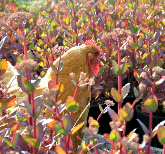 Pflegeleichte Dickhäuter für den Garten