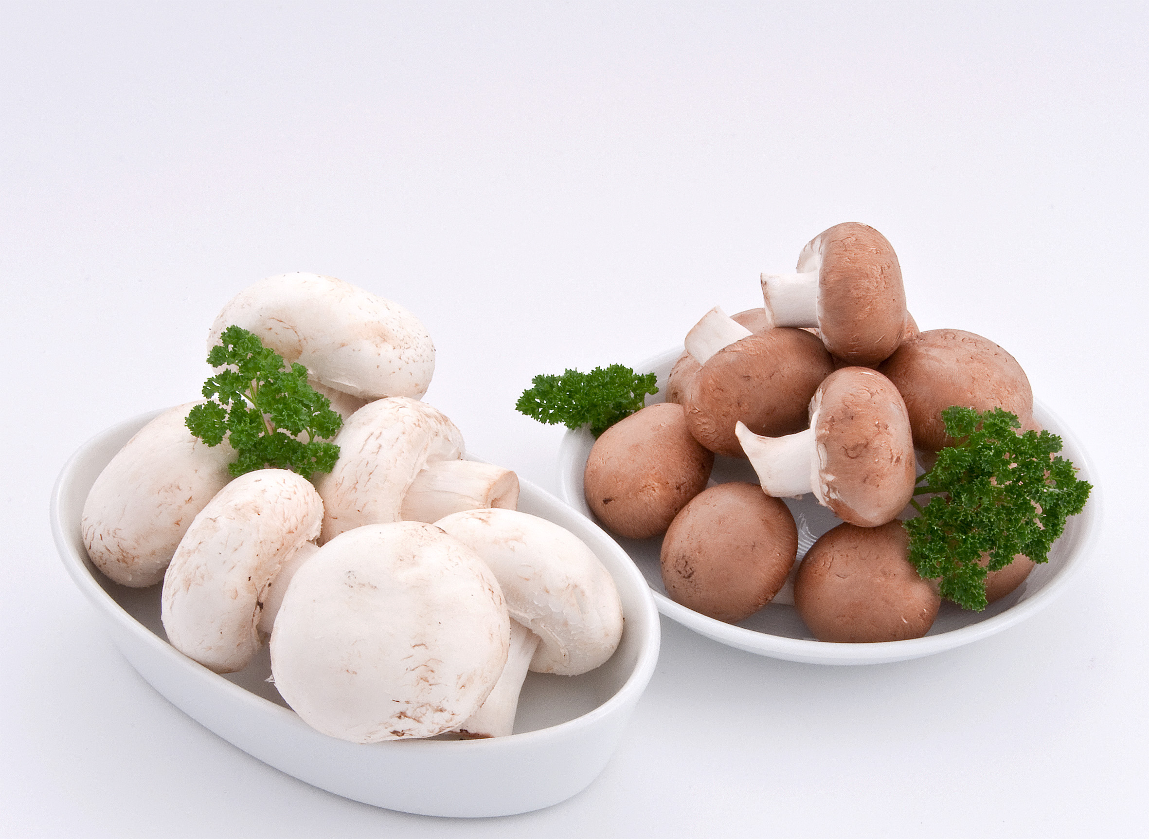 Pilze - unerschöpfliche Mineralstoffquelle