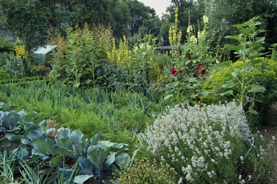 GMH_BDS_2011_13_01: Stauden und essbare Pflanzen für den Garten