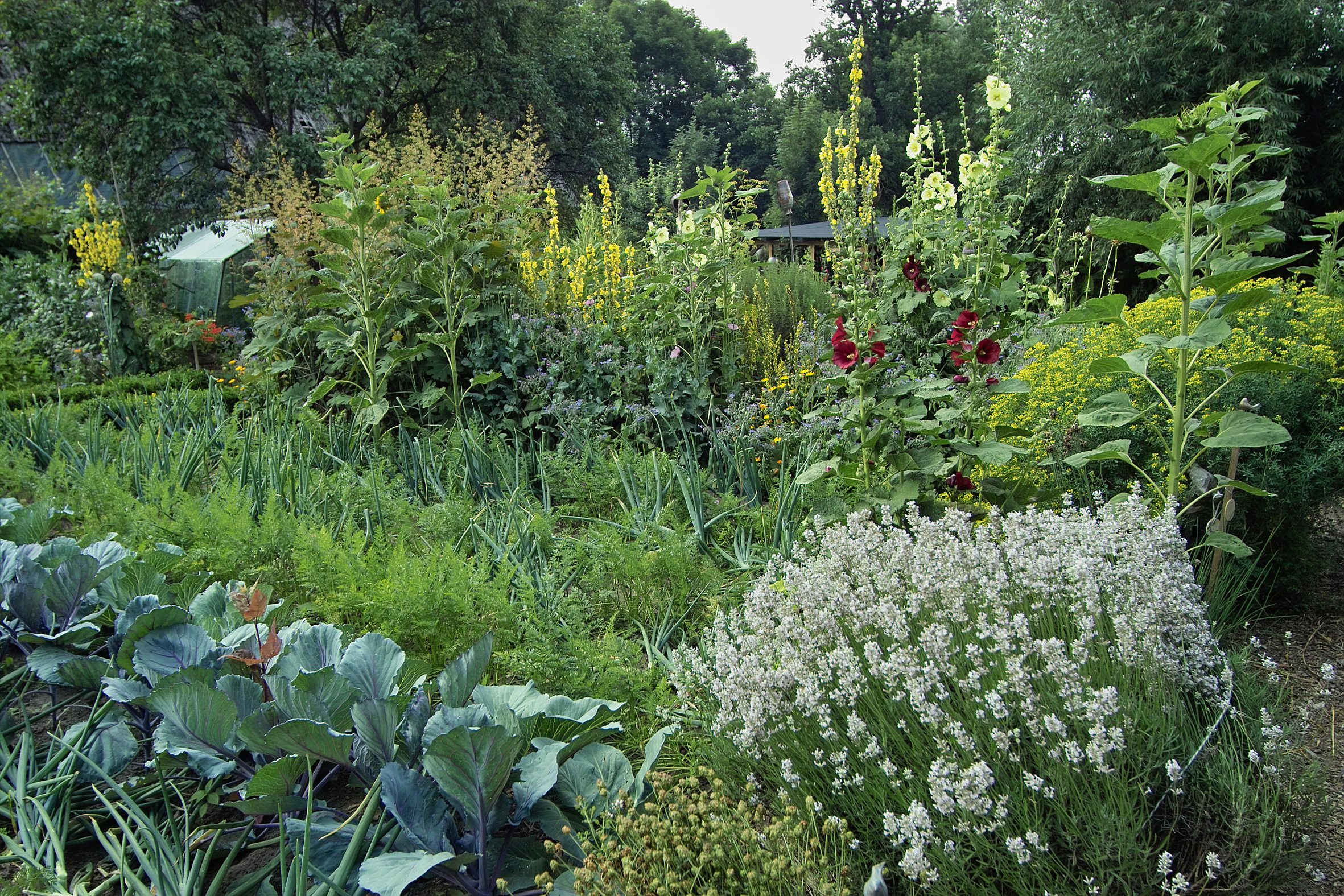 GMH_BDS_2011_13_01: Stauden und essbare Pflanzen für den Garten