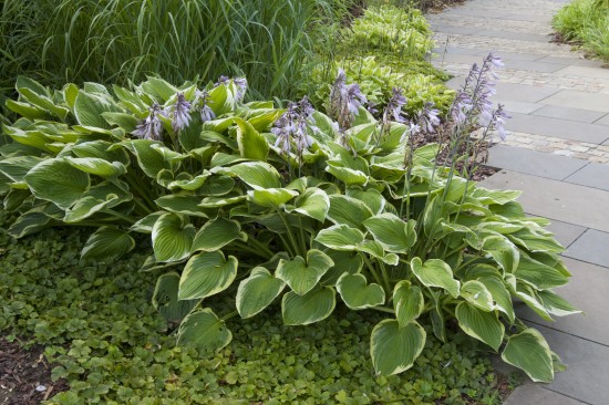 GMH_BDS_2011_18_01_Stauden: Attraktive Lückenfüller für Pflanzbeete im Garten