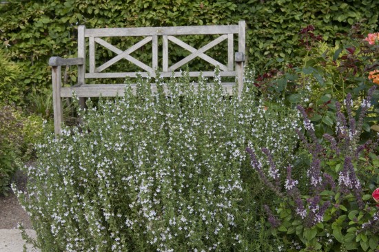 Stauden: Attraktive Lückenfüller für Pflanzbeete im Garten