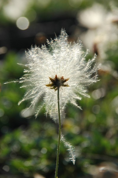 Blühende Stauden im herbstlichen Steingarten