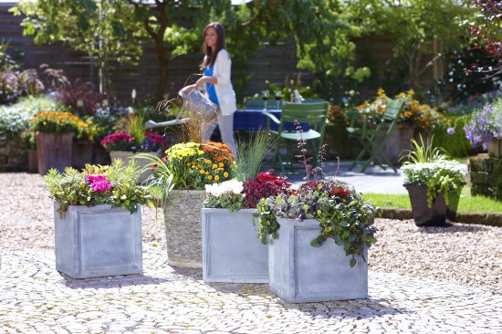 Spektakuläres Finale: Bunte Blätter und Blüten bringen den Herbst zum Leuchten