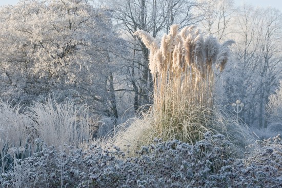 Ein Stauden-Winter-Gartentraum