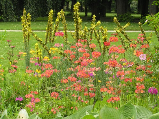 GMH_2012_09-11 Bunt, frech, fröhlich - Primeln für den Garten