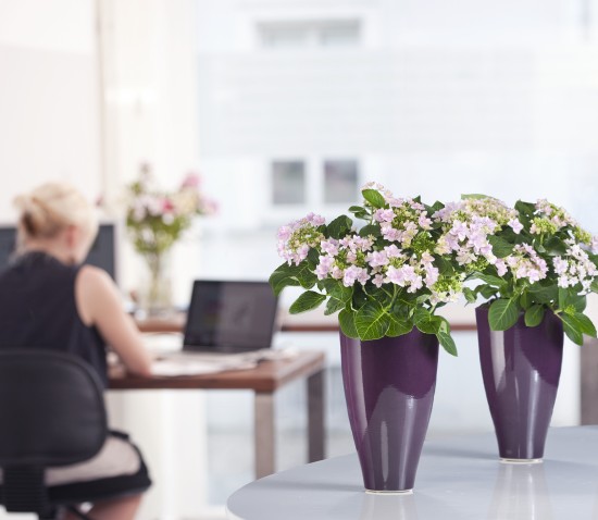 Ob minimalistisch oder romantisch - Hortensien passen in jedes Wohn- und Arbeitszimmer