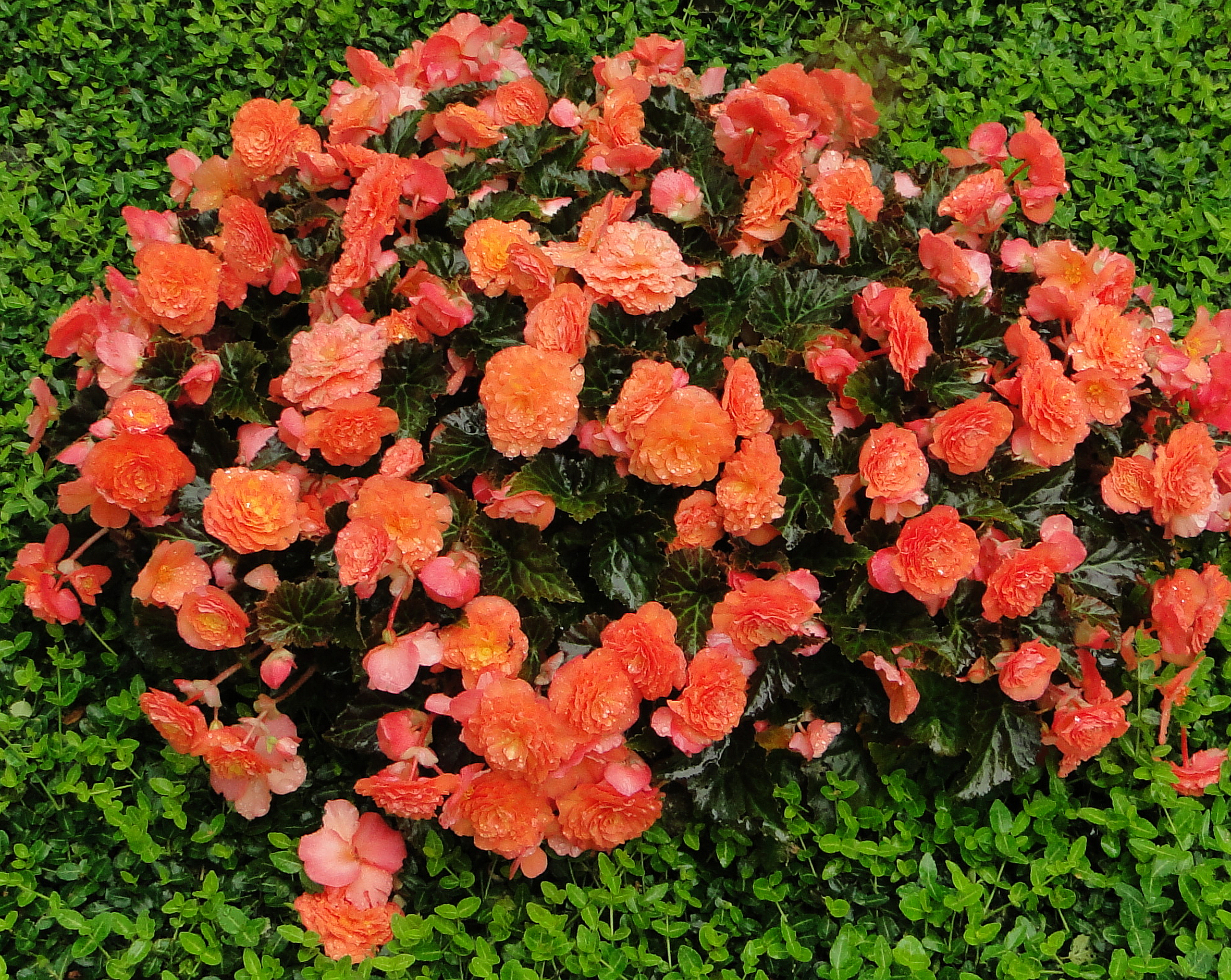 Blütenreichtum ohne Ende: 'Klunker-Heidi' wird Hessens Beet- und Balkonpflanze des Jahres 2012