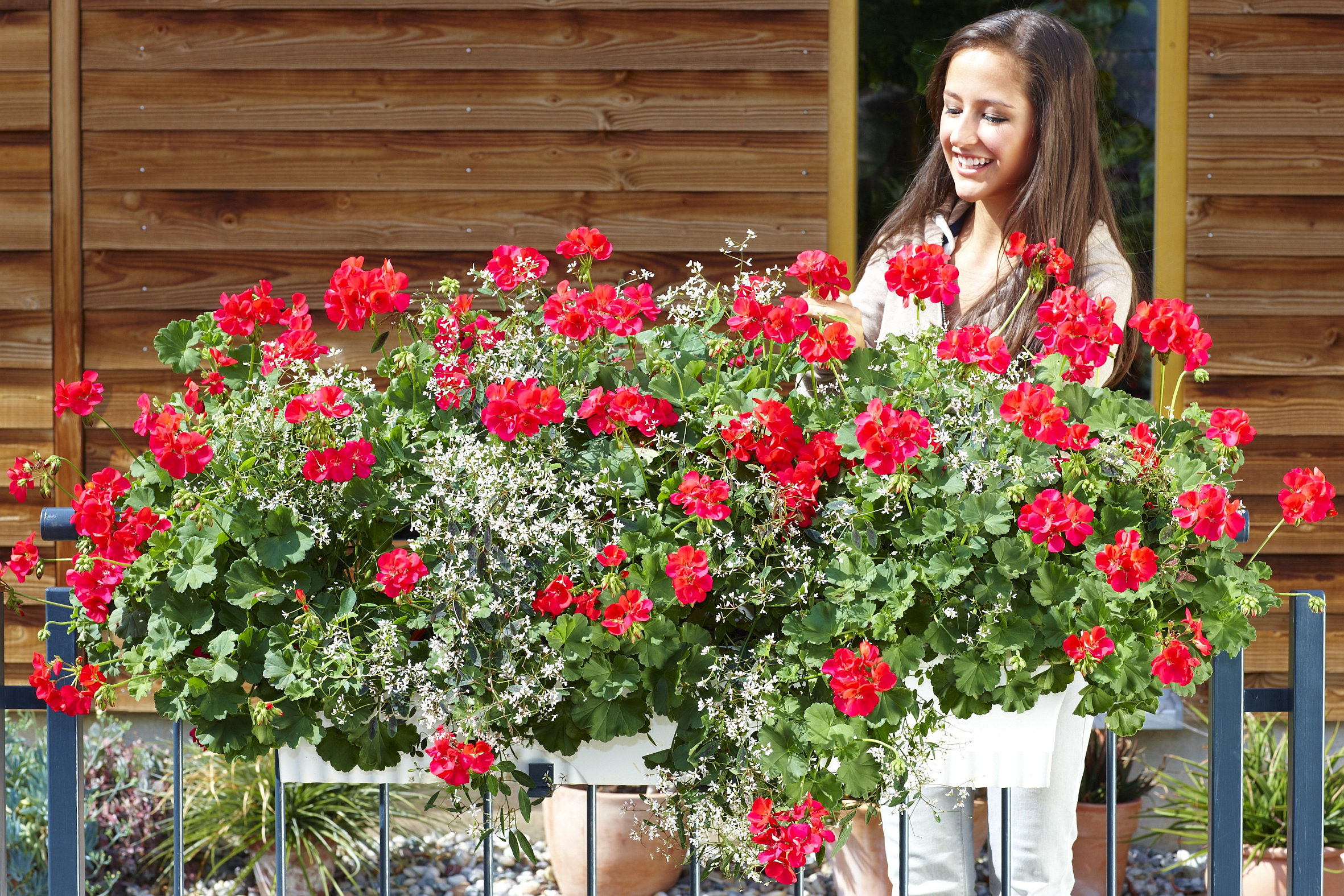 Geranien versprechen Blüten ohne Ende den ganzen Sommer hindurch