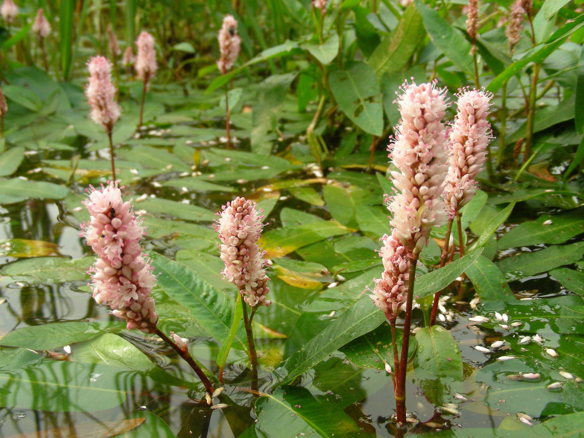 Schönes für den Gartenteich - schwimmende Wasserpflanzen