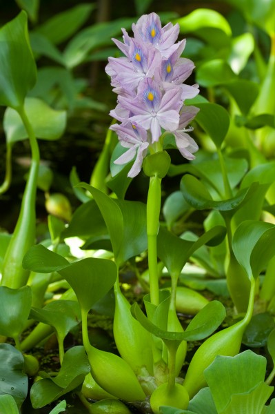 Schönes für den Gartenteich - schwimmende Wasserpflanzen