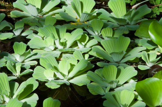 Schönes für den Gartenteich - schwimmende Wasserpflanzen