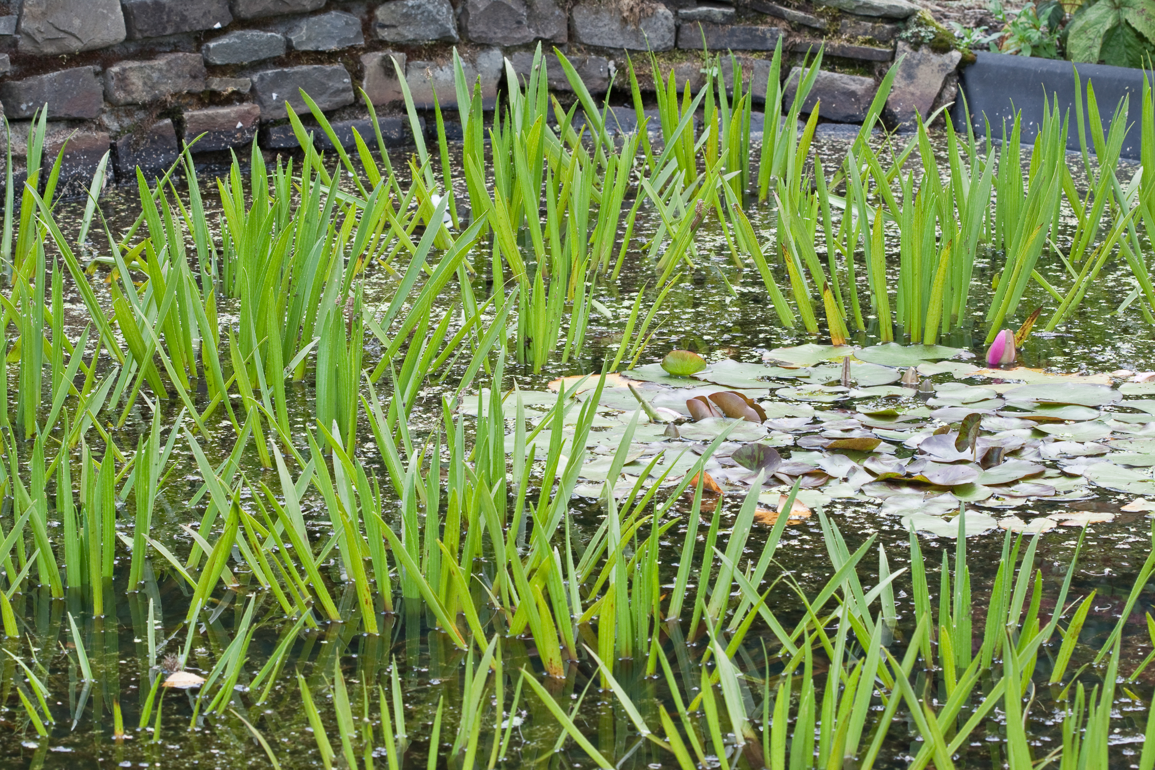 Schönes für den Gartenteich - schwimmende Wasserpflanzen