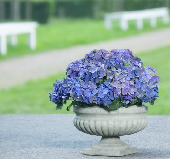 Blüten so blau wie der Himmel und das Meer