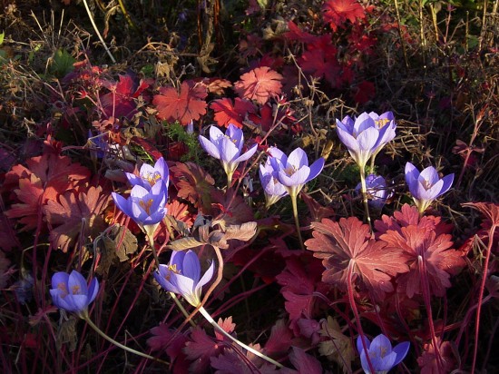 GMH_2012_33_01 Farbenrausch im Herbst  Herbstfärbung bei Stauden