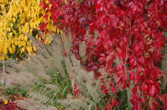 Farbenrausch im Herbst  Herbstfärbung bei Stauden