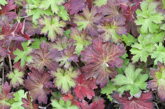 Farbenrausch im Herbst  Herbstfärbung bei Stauden