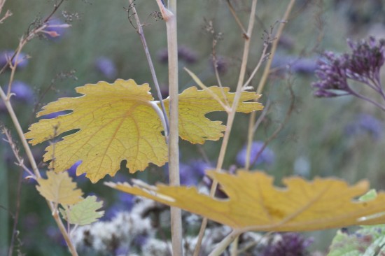 Farbenrausch im Herbst  Herbstfärbung bei Stauden