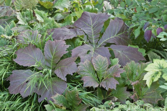 Farbenrausch im Herbst  Herbstfärbung bei Stauden