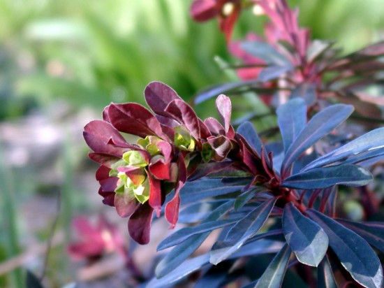 GMH_2012_37_03 Staude des Jahres 2013 - Die Wolfsmilch (Euphorbia) - Vielfalt für den Garten