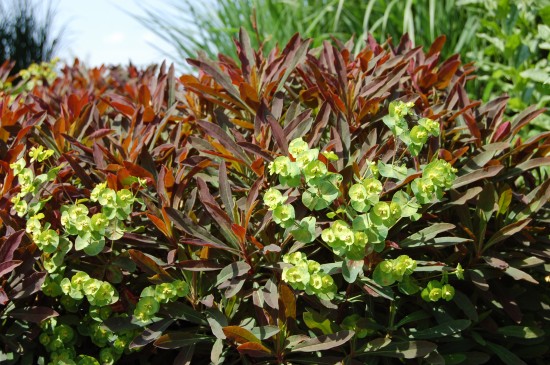 GMH_2012_37_09 Staude des Jahres 2013 - Die Wolfsmilch (Euphorbia) - Vielfalt für den Garten