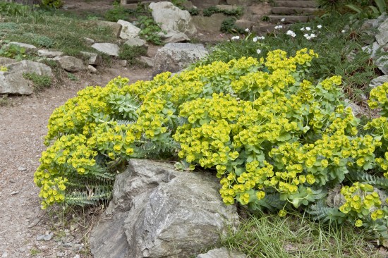 GMH_2012_37_11 Staude des Jahres 2013 - Die Wolfsmilch (Euphorbia) - Vielfalt für den Garten