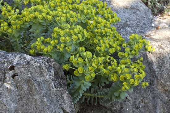 GMH_2012_37_12 Staude des Jahres 2013 - Die Wolfsmilch (Euphorbia) - Vielfalt für den Garten