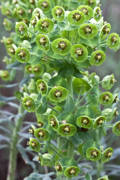 GMH_2012_37_16 Staude des Jahres 2013 - Die Wolfsmilch (Euphorbia) - Vielfalt für den Garten