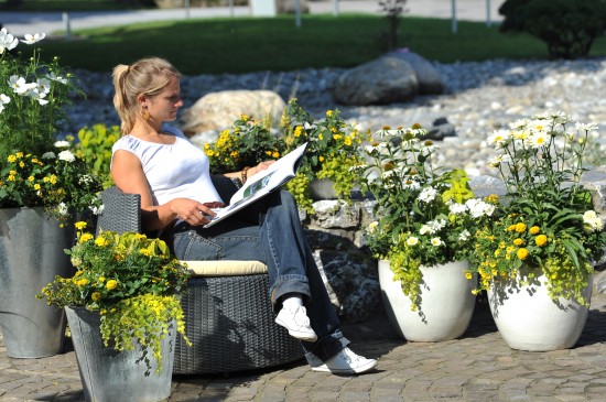 Gelbe Blüten sind Trend für Kübel, Töpfe und Kästen