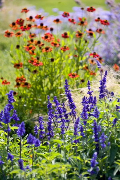 Jeden Sommer einen neuen Garten - Einjährige geben in Staudenpflanzungen immer wieder ein anderes Blumenbild