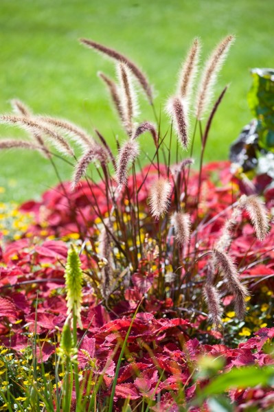 13_07 Jeden Sommer einen neuen Garten