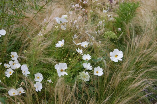 13_08 Jeden Sommer einen neuen Garten