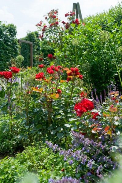 Blühende Stars: Rosen für Garten und Terrasse