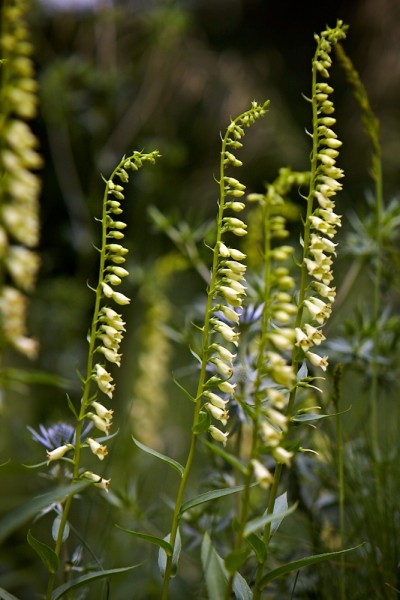 GMH_Gartenkolunmne_2013_04_1.jpg: Alte und neue Hüte - Eisen- und Fingerhüte sind realer als der Gärtnerhut