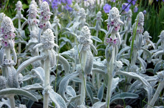 Silbertöne im Garten  vermittelnd  verbindend  einfach schön