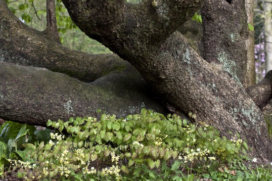 Staude des Jahres 2014: Elfenblumen - elegante Schönheiten für den Schattengarten