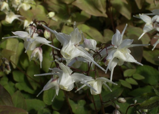 Staude des Jahres 2014: Elfenblumen - elegante Schönheiten für den Schattengarten