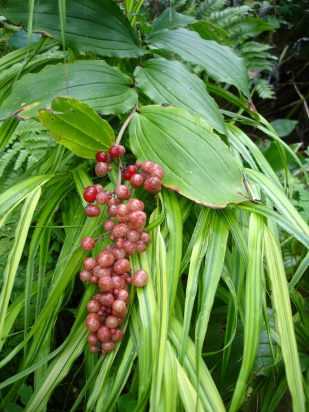 Beeren-Auslese - Duftende Blütentraube und Stinkende Iris