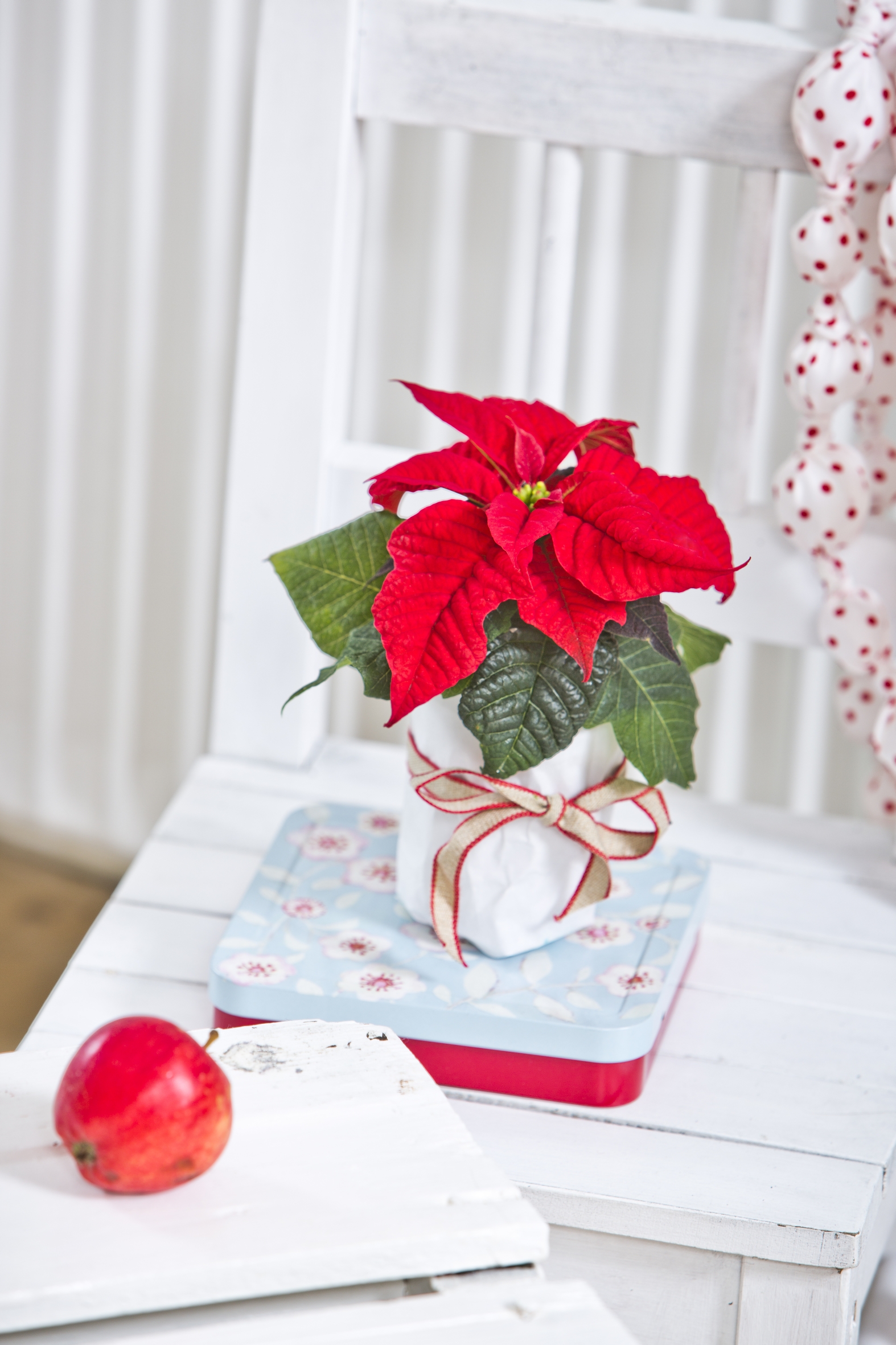 Poinsettia Day am 12.Dezember: Ein Tag zu Ehren des Weihnachtssterns