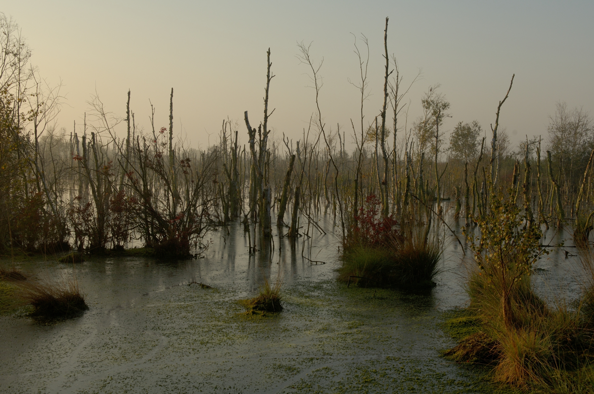 Moorböden: Wiedervernässung als Klimaschutz