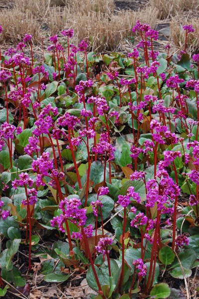 Nicht nur immergrün!Nicht nur immergrün: Bergenien blühen zudem wunderbar