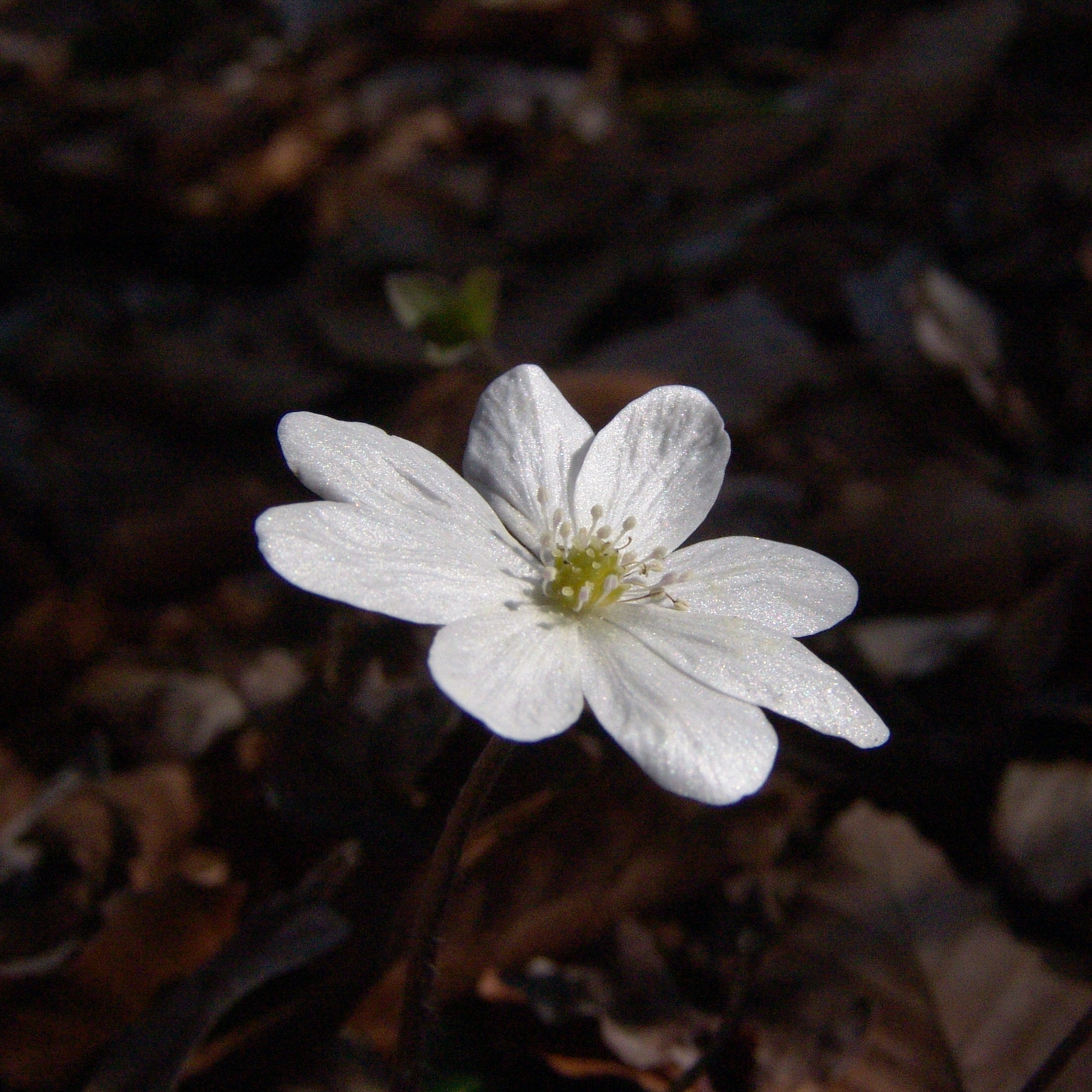 GMH_2014_07_01 Frühlingsbote mit Charme: Gegenwehr ist zwecklos, dem Liebreiz des Leberblümchens kann sich niemand entziehen.