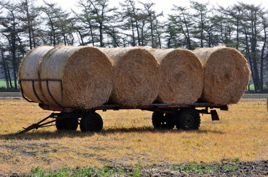 Begehrtes Stroh - Pilzanbauer als nachhaltige Nutzer