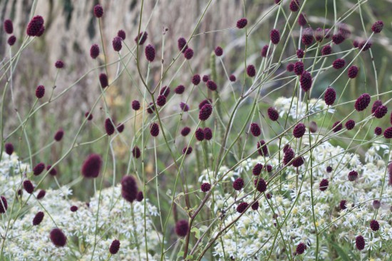 Schwebende Blüten