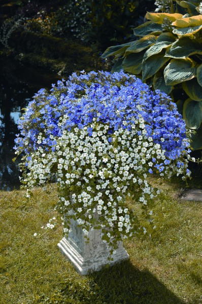 Balkonpflanze des Jahres 2014 in Rheinland-Pfalz:Weiße und blaue Blüten formieren sich zur Traumwolke